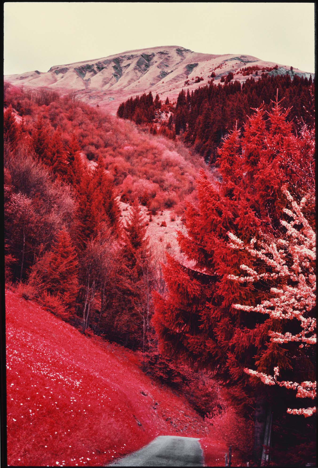 Simone Kappler Fujiflex Print 2015